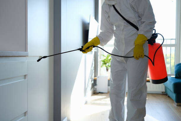 Best White Mold Remediation in Gladstone, MO
