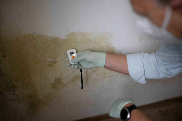 Reliable Gladstone, MO Mold Remediation Solutions