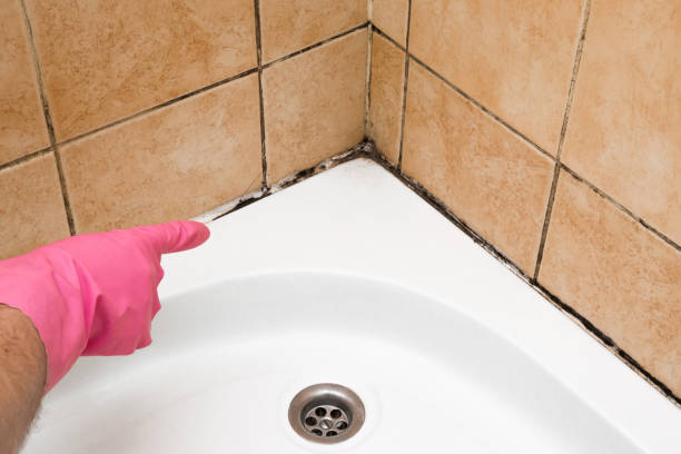 Best Basement Mold Remediation in Gladstone, MO