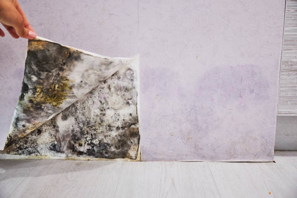 Best Residential Mold Remediation in Gladstone, MO